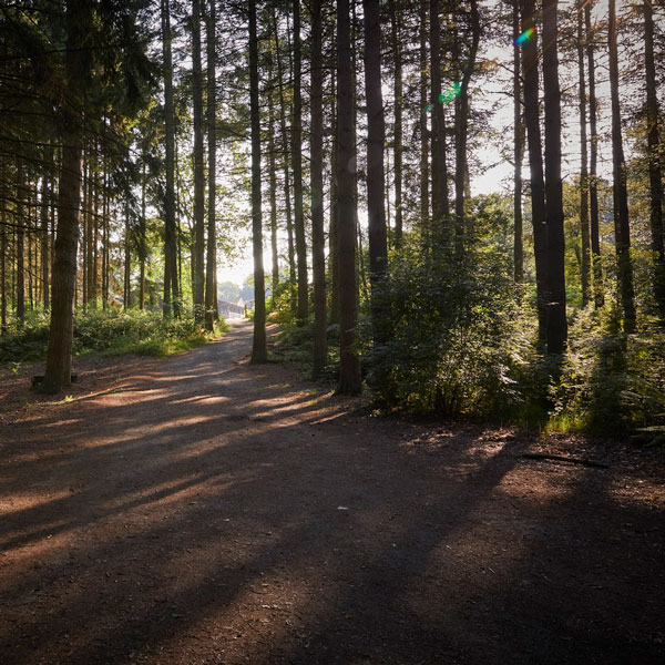 Woodland at Boreatton Park